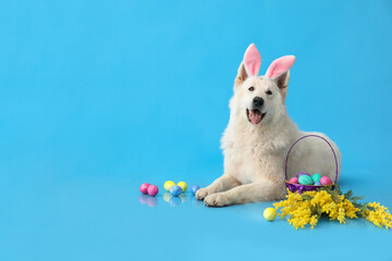 Fototapeta na wymiar Funny white dog in bunny ears with Easter eggs and mimosa flowers on blue background