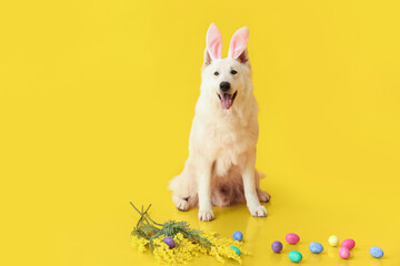 Funny white dog in bunny ears with Easter eggs and mimosa flowers on yellow background