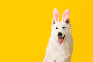 Funny white dog in bunny ears on yellow background