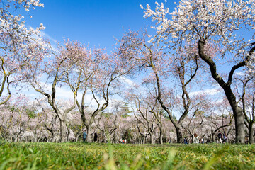 The Quinta de los Molinos park in Madrid in full bloom of spring almond and cherry trees with white and pink flowers on a clear day, in Spain. Europe. Photography. Spring. Spring Time 2023.