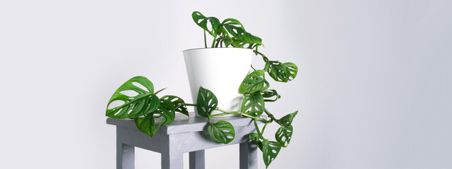 Monstera Monkey Mask or Obliqua or Adansonii leaves. Home plants in white pot. Minimalism and scandi style concept, urban jungle and garden room. White and grey background.