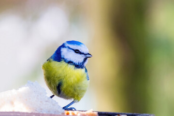 A colored little bird looks at the camera from a close distance. Eurasian blue tit (Cyanistes caeruleus)
