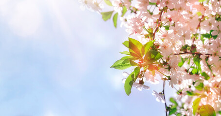 Beautiful floral spring nature background. Branches of blossoming cherry with soft focus on gentle light sky background. Greeting cards with copy space