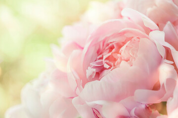 Gorgeous delicate pink peonies on a green natural background, lovely spring composition