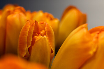 Pomarańczowe tulipany - zbliżenie