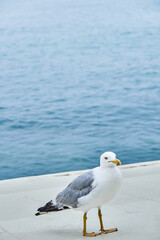 White seagull strolls along concrete waterfront near calm sea. Rippling water washes asphalt alley at bright sunlight in summer closeup