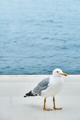 White seagull strolls along concrete waterfront near calm sea. Rippling water washes asphalt alley at bright sunlight in summer closeup