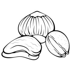 Hazelnut, cashew, pistachio three nuts. Chopped half mango. Vector illustrations in hand drawn sketch doodle style. Line art nut isolated on white. Element for coloring book, design, print.
