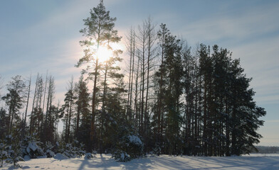 солнечные лучи пробиваются сквосзь ветви зимнего леса
the sun's rays break through the branches of the winter forest
