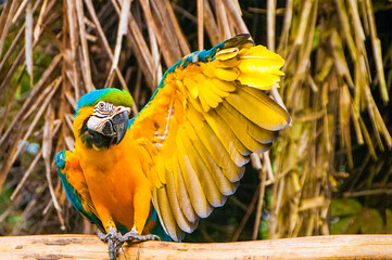 Close-up of tri-colored parrot showing off wing splint by holding up wing, looking at camera © Liana Lopez