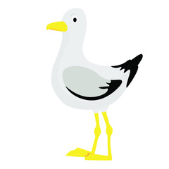 White and black gull