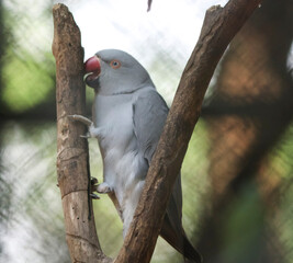 The gray parrot is sitting on a tree. It is beautiful to look at