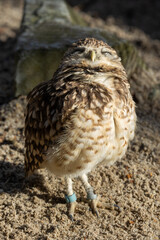 Burrowing owl close up.