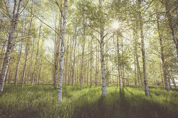 birch trees in spring
