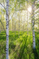 Obraz premium springtime birch forrest in sweden
