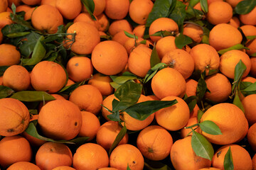 Ripe orange sold in the market