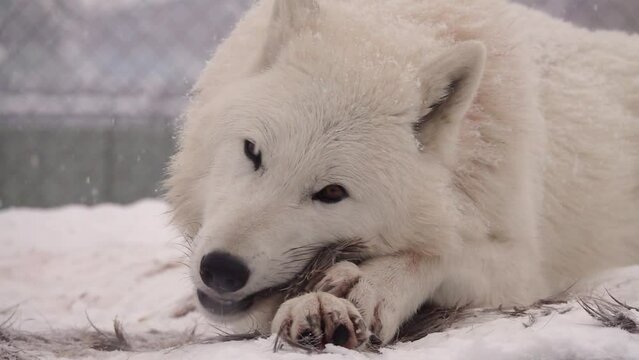 slow motion. white polar wolf eats prey. winter. it snows slowly