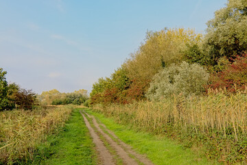 Fototapeta na wymiar Hi;ing trail along a field with autumn trees in Bourgoyen nature reserve, Ghent, Flanders, Belgium, on a sunny day with clear blue sky 