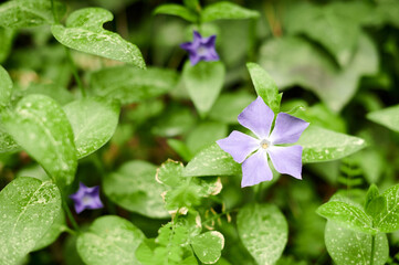 Close-up of Apocynaceae family (Vinca Major) purple flowers and green leaves. Flower and foliage detail. Floral background and wallpaper.