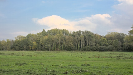 Naklejka na ściany i meble Meadow with autumn trees in Bourgoyen nature reserve, Ghent, Flanders, Belgium