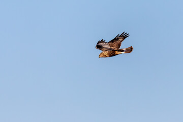 Attacking rough-legged buzzard or rough-legged hawk (Buteo lagopus)