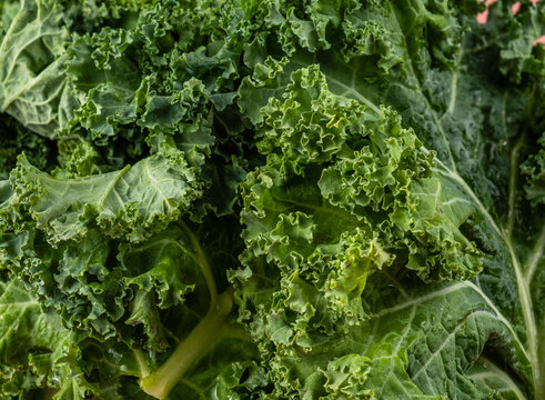 Kale leaves close-up. Fresh salted kale.