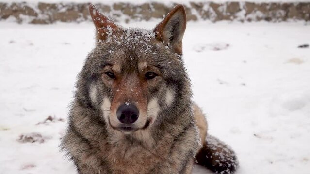 slow motion. portrait of gray wolf in winter on background of falling snow in the zoo