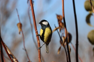 The great tit is sitting on a vertical branch, illuminated by the sun