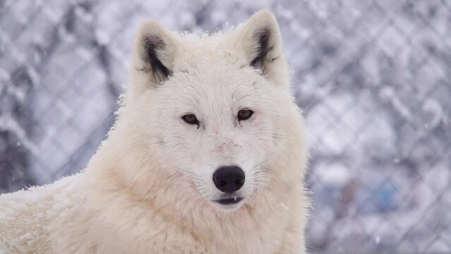 slow motion. portrait of a white arctic wolf against the background of falling snow in zoo