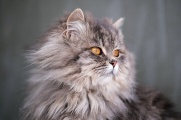 Naklejka na ściany i meble Fluffy gray cat close-up.