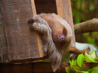 Close-up of two-toed sloth laying sideways in wooden box of Amazon Rainforest sanctuary in Iquitos,...