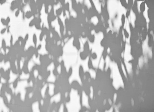 Black and White abstract background of shadows leaf on a white concrete wall.