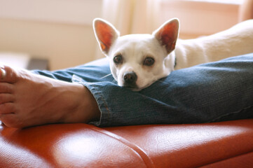 White dog laying on legs of man in orange recliner