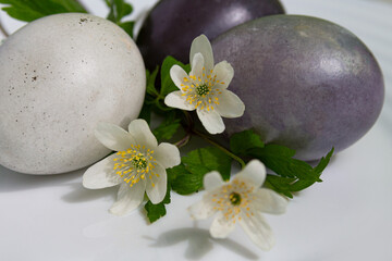 Fototapeta na wymiar Beautiful dark Easter eggs and spring flowers on a white background