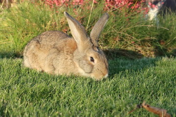 young gray rabbit eats juicy grass on the lawn