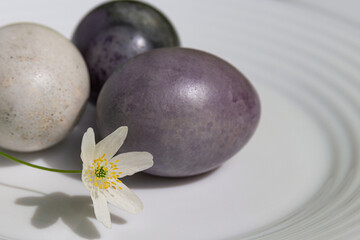 Beautiful dark Easter eggs and spring flowers on a white background