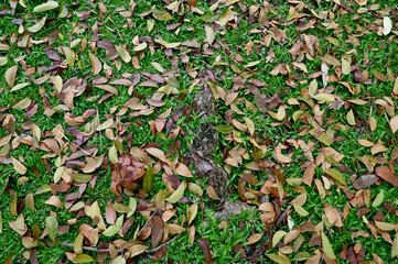 The tree roots rise from the ground in the garden at Thailand.