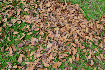 The tree roots rise from the ground in the garden at Thailand.