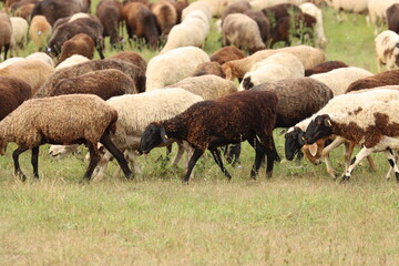 A flock of sheep grazes in the autumn meadow