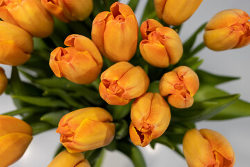 Pomarańczowe tulipany widok z góry