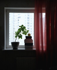 On the windowsill stands a room lemon in a pot. One big lemon hanging on a branch that needs support in a difficult period. Fruit citrus fruits. The concept of assistance in various life situations