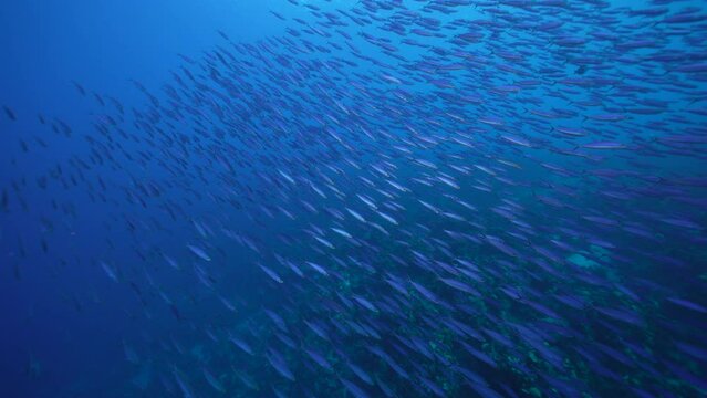 Seascape with School of Fish, Boga fish in the coral reef of the Caribbean Sea, Curacao