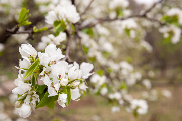 Beautiful white flowers of an apple tree on a blossoming tree. Spring concept. allergic season.