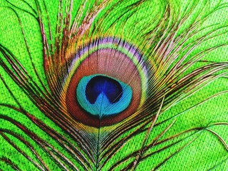 peacock feather close up