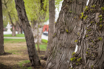 Close-up of a tree with swelling and budding on the trunk of the tree. The spring sun nourishes the tender leaves, buds and branches of trees in a city park.