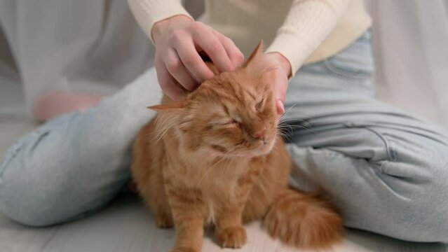 The girl caresses, caresses and combs a red cat, caring for long hair. Girl doctor scratches the cat's hair with a comb, cuts a fluffy cat in a beauty salon.