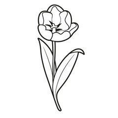 Blossoming tulip flower coloring book linear drawing isolated on white background