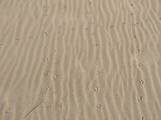 Drawing on the sand of the beach left by the waves and bird tracks. Horizontal
