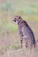 Collared Cheetah, South Africa