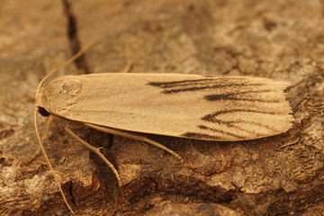 Closeup on an anormal colored dotted footman moth, Pelosia muscerda sitting on wood